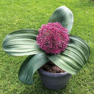 Red Giant Allium Thumbnail